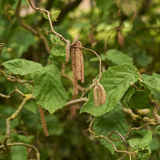 hazel tree