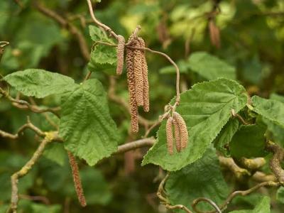Hazel in the Celtic Tree Calendar: Intuition, Wisdom & the Salmon of&nbsp;Knowledge