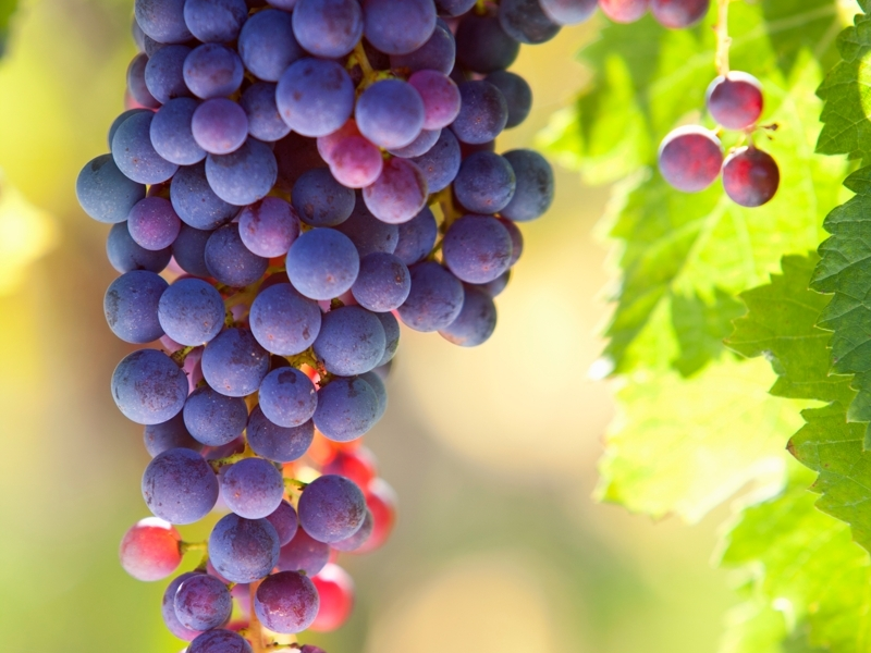 Vine in the Celtic Tree Calendar: Truth, Timing & Loving&nbsp;Concealment